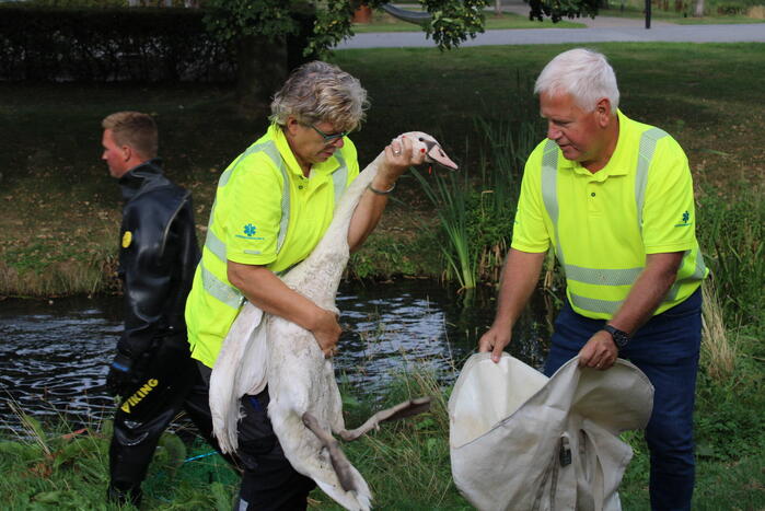 Gewonde zwaan laat zich lastig vangen