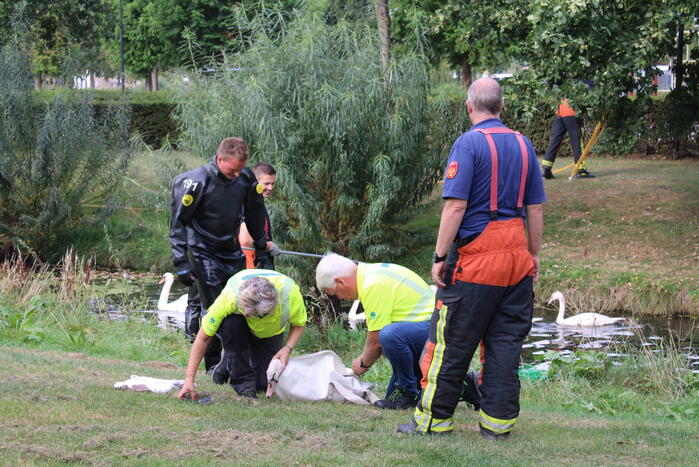 Gewonde zwaan laat zich lastig vangen