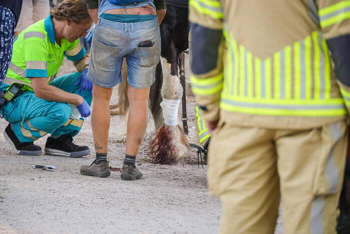 Ruiter gewond na op hol geslagen paard