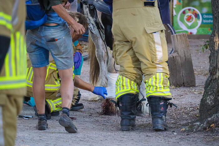 Ruiter gewond na op hol geslagen paard