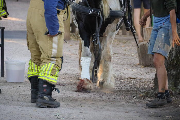 Ruiter gewond na op hol geslagen paard