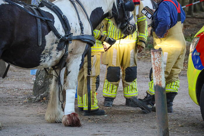 Ruiter gewond na op hol geslagen paard