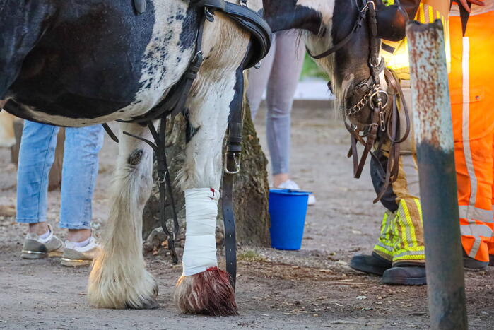 Ruiter gewond na op hol geslagen paard