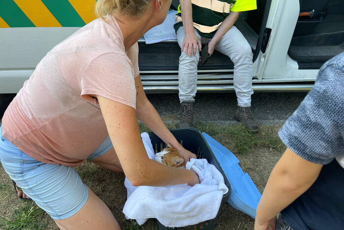 Buurtbewoonster redt kat Charlie uit sloot