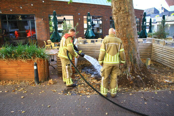 Bladen rondom boom vliegen in brand