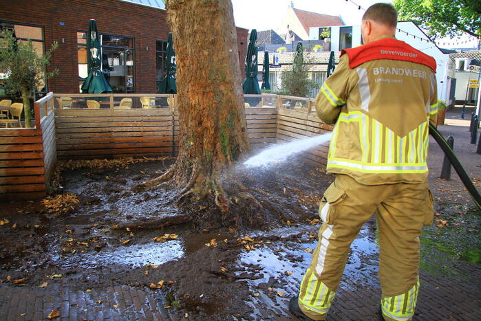 Bladen rondom boom vliegen in brand