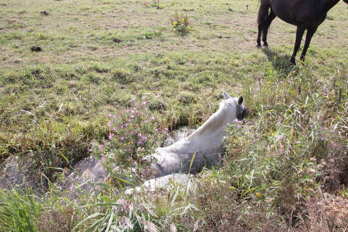 Brandweer redt paard uit sloot