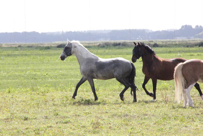 Brandweer redt paard uit sloot