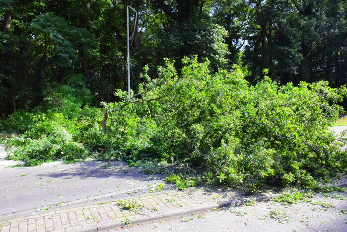 Auto flinke beschadigd door omgevallen boom