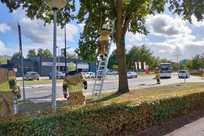 Brandweer verwijdert loshangende tak