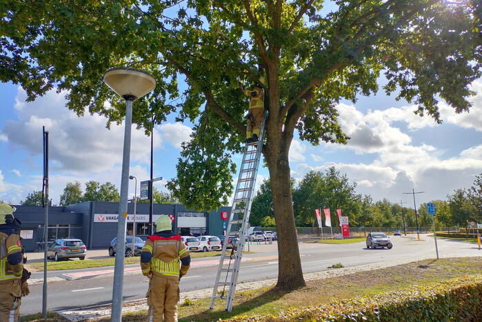 Brandweer verwijdert loshangende tak