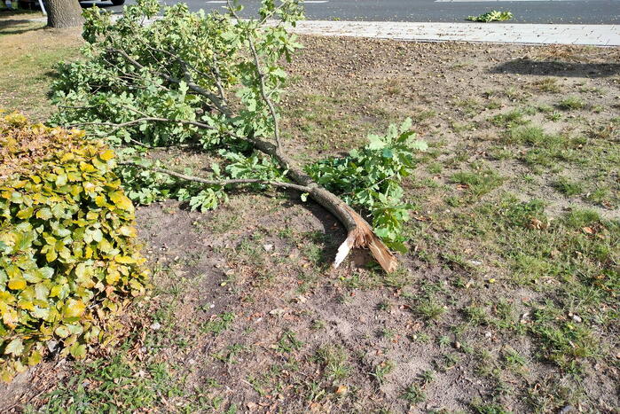 Brandweer verwijdert loshangende tak