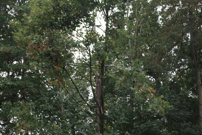 Boom valt op bovenleiding van treinspoor