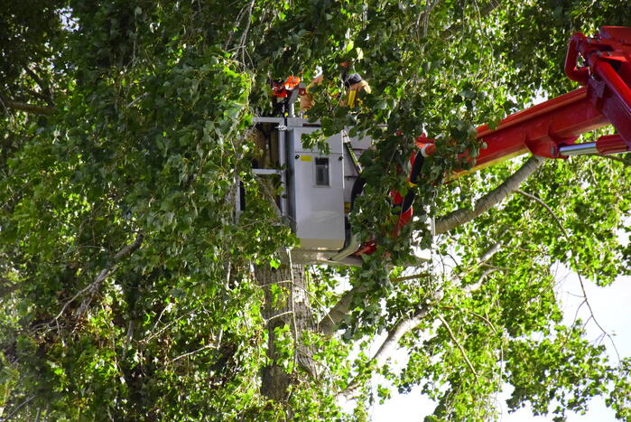 Brandweer ingezet voor loshangende tak