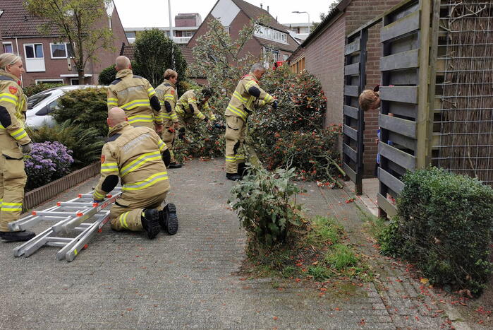 Boom waait tegen schuur