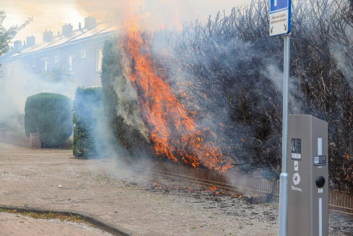 Onkruidbrander zet coniferenhaag in brand