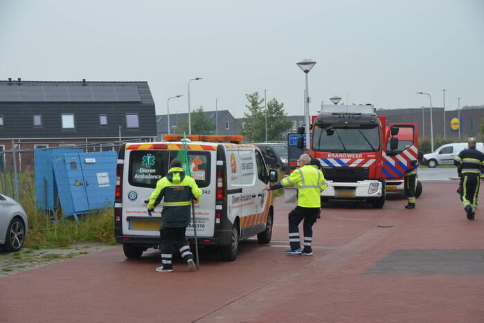 Kip te water gered door brandweerlieden