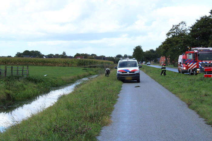 Hulpdiensten ingezet voor koe in de sloot