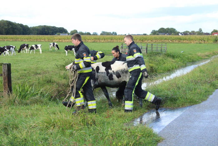 Hulpdiensten ingezet voor koe in de sloot