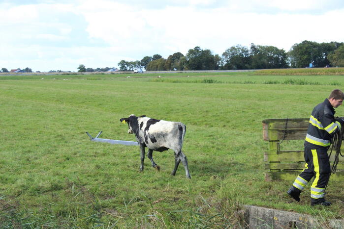 Hulpdiensten ingezet voor koe in de sloot