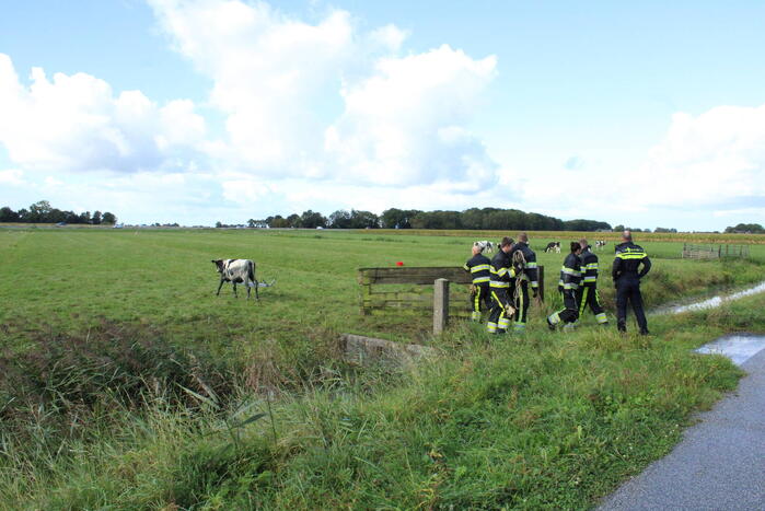 Hulpdiensten ingezet voor koe in de sloot