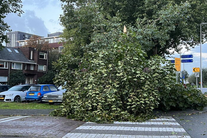 Boom verspert trottoir en straat