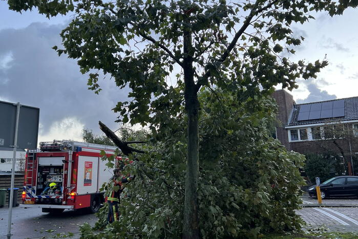 Boom verspert trottoir en straat