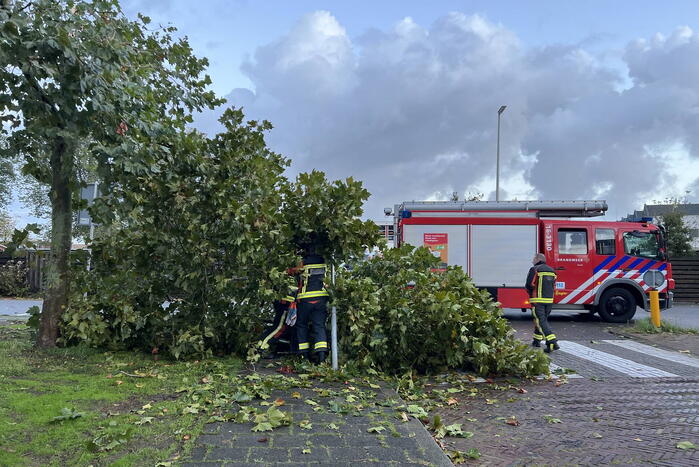 Boom verspert trottoir en straat