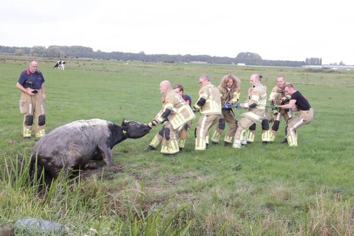 Brandweer redt koe uit sloot