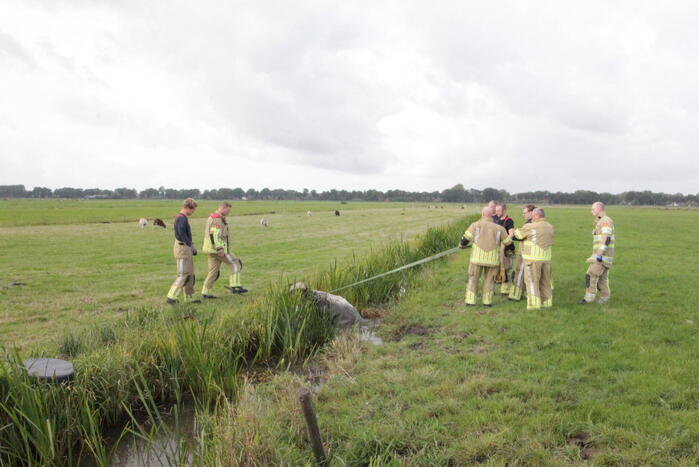 Brandweer redt koe uit sloot