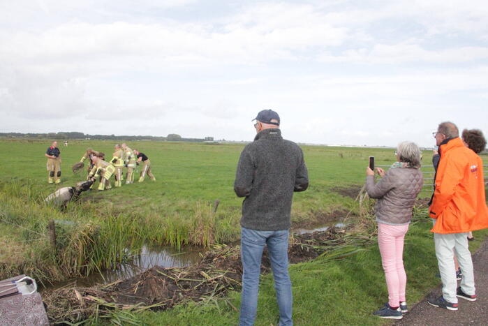 Brandweer redt koe uit sloot
