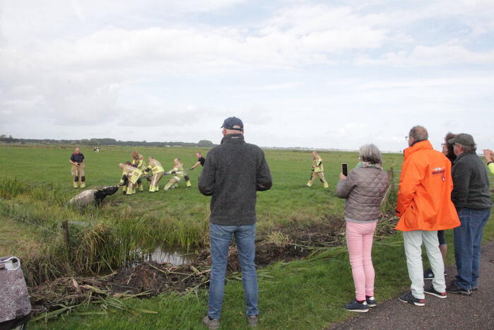 Brandweer redt koe uit sloot