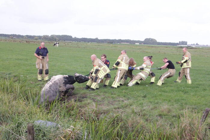 Brandweer redt koe uit sloot