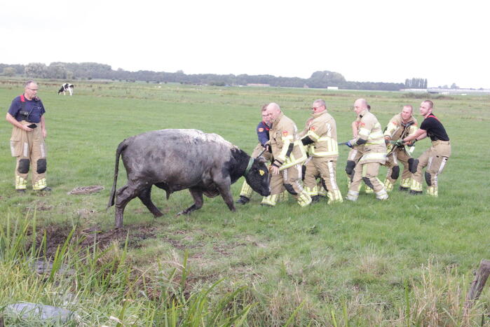 Brandweer redt koe uit sloot