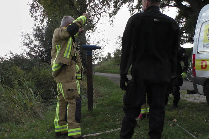Ganzen met vogelgriep uit water gehaald