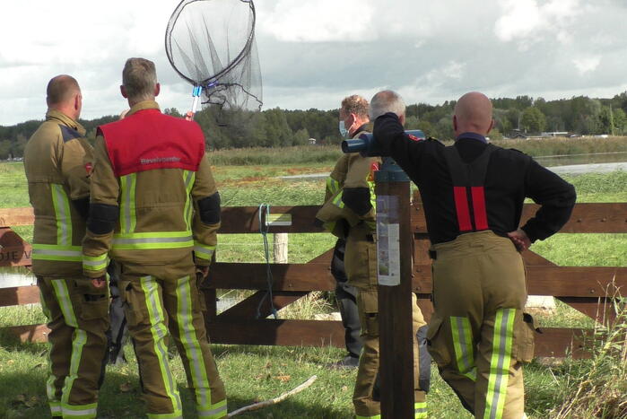 Ganzen met vogelgriep uit water gehaald