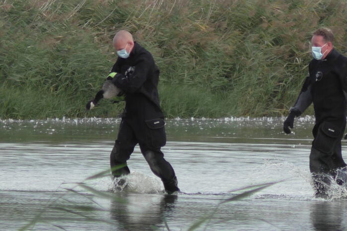 Ganzen met vogelgriep uit water gehaald
