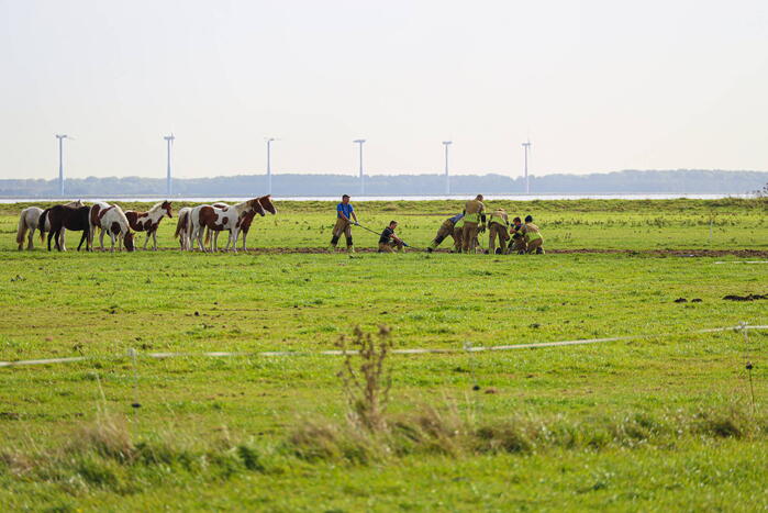 Paard uit sloot gered