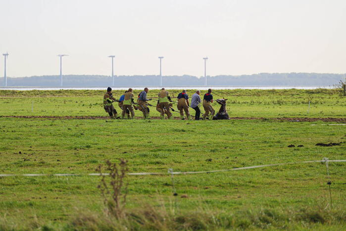Paard uit sloot gered