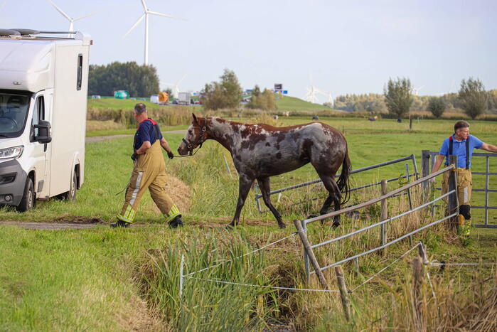 Paard uit sloot gered