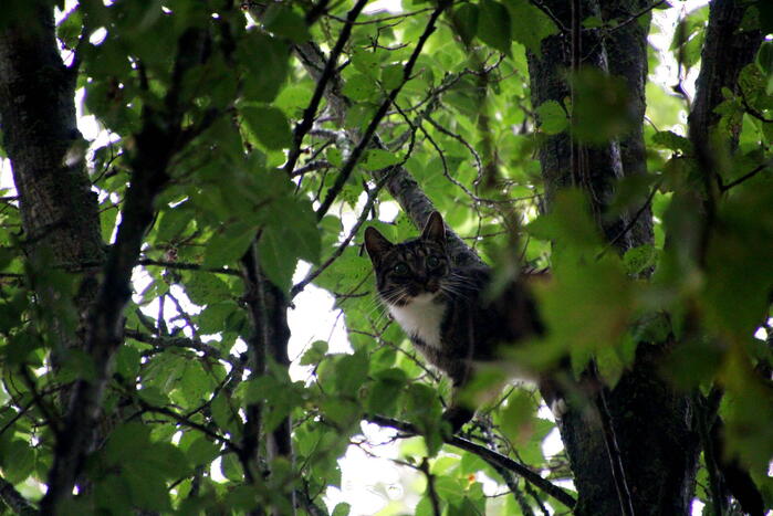 Kat Nala door brandweer uit boom gered