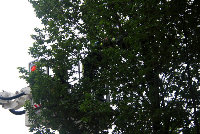 Kat Nala door brandweer uit boom gered