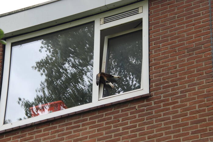 Kat bekneld tussen klapraam van woning