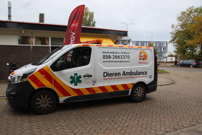 Kat bekneld tussen klapraam van woning