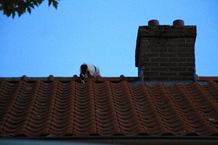 Brandweer ingezet voor kat op dak van woning