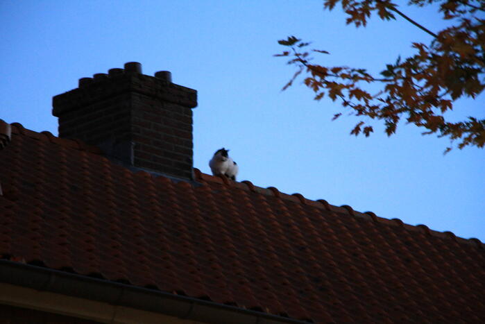 Brandweer ingezet voor kat op dak van woning