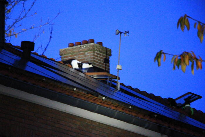 Brandweer ingezet voor kat op dak van woning