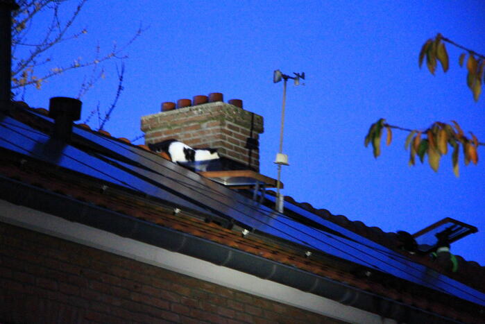 Brandweer ingezet voor kat op dak van woning