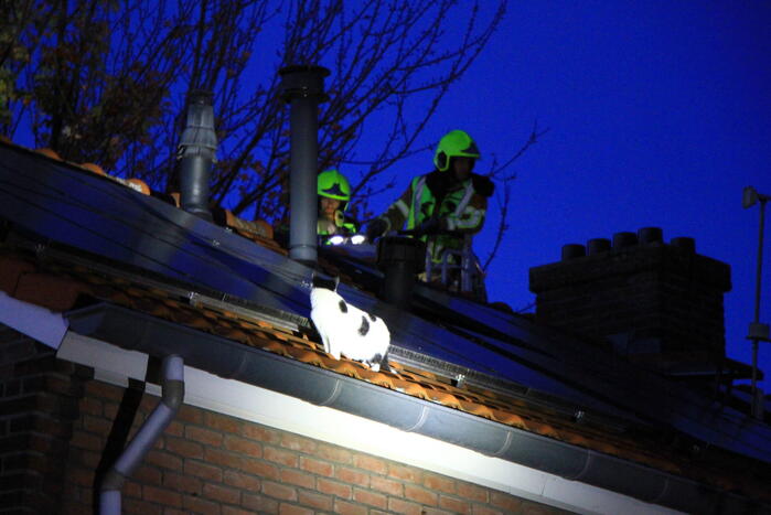 Brandweer ingezet voor kat op dak van woning