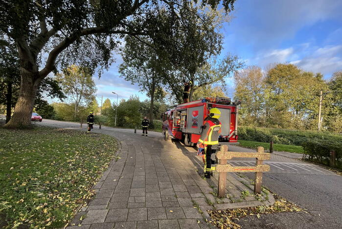 Gevaarlijk hangende tak verwijderd door brandweer